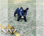 Puppy Batman French Bulldog