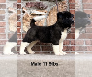 Medium Akita