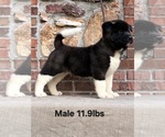 Puppy Puppy 2 Akita