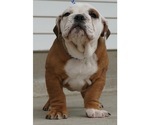 Small Photo #2 Beabull-English Bulldog Mix Puppy For Sale in NAPPANEE, IN, USA