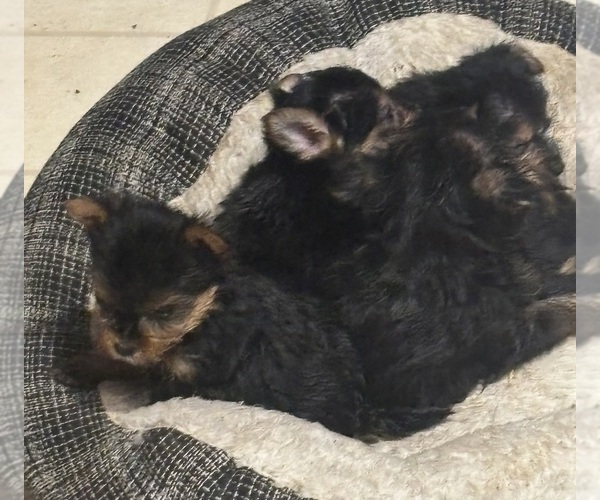 Medium Photo #5 Yorkshire Terrier Puppy For Sale in DENHAM SPRINGS, LA, USA