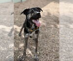 Small #2 Labrador Retriever Mix