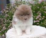 Small #4 Pomeranian