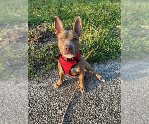Medium Photo #10 American Staffordshire Terrier-Unknown Mix Puppy For Sale in Rockaway, NJ, USA