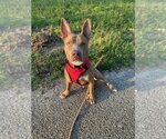 Small #9 American Staffordshire Terrier Mix