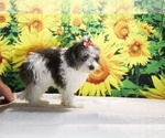 Birdie - Female Goldendoodle (Miniature) Puppy for Sale - Photo #21