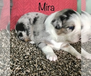 Australian Shepherd Puppy for sale in MOUNT PULASKI, IL, USA