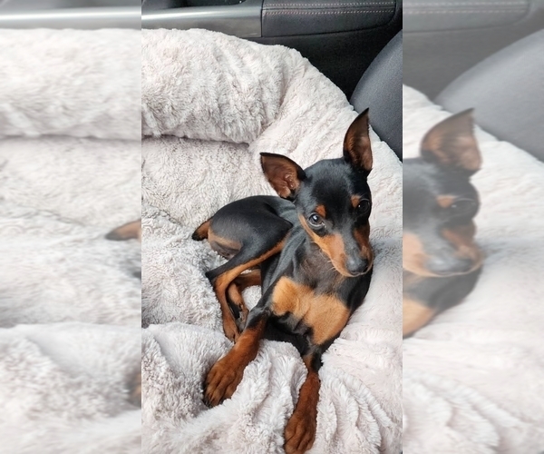 Medium Photo #1 Miniature Pinscher Puppy For Sale in OLATHE, KS, USA