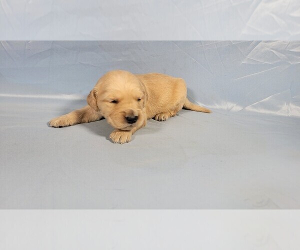 Medium Photo #4 Golden Retriever Puppy For Sale in BLACK FOREST, CO, USA