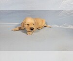 Small Photo #18 Golden Retriever Puppy For Sale in BLACK FOREST, CO, USA