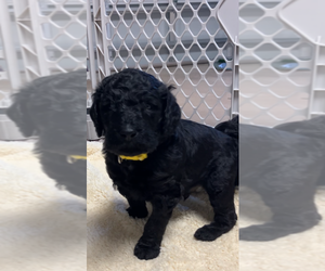 Goldendoodle Puppy for sale in WILLISTON, FL, USA