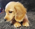 Small Photo #3 Dachshund Puppy For Sale in FAYETTEVILLE, TN, USA