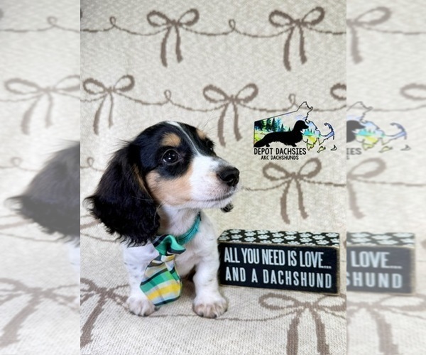 Medium Photo #6 Dachshund Puppy For Sale in SOUTH EASTON, MA, USA