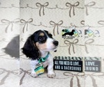 Small #5 Dachshund