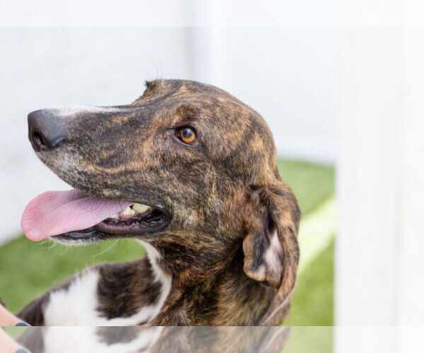 Medium Photo #4 Mutt Puppy For Sale in Canton, CT, USA