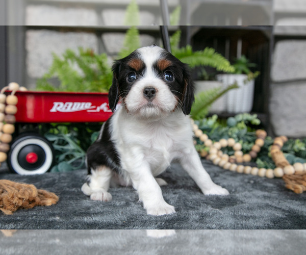 Medium Photo #2 Cavalier King Charles Spaniel Puppy For Sale in NARVON, PA, USA