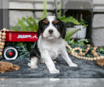Small Photo #21 Cavalier King Charles Spaniel Puppy For Sale in NARVON, PA, USA