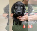 Small Golden Retriever Mix