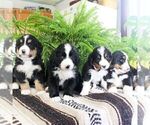 Small Photo #2 Bernedoodle Puppy For Sale in EAST EARL, PA, USA