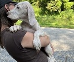 Small Photo #73 Great Dane Puppy For Sale in SPRAGGS, PA, USA