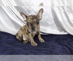 Small Photo #2 French Bulldog Puppy For Sale in WILTON, CT, USA