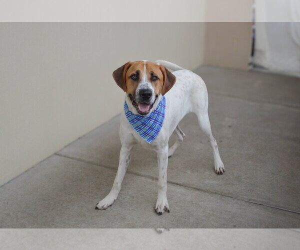 Medium Photo #2 Labrador Retriever-Unknown Mix Puppy For Sale in McKinney, TX, USA