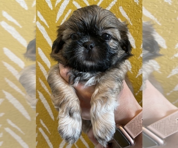 Medium Photo #1 Shih Tzu Puppy For Sale in GODLEY, TX, USA