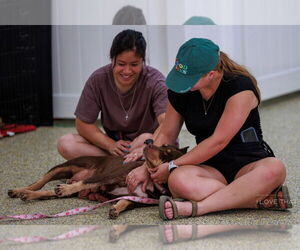 Labrottie Dogs for adoption in The Woodlands, TX, USA