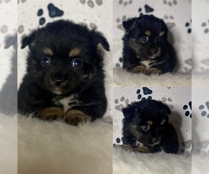 Miniature Australian Shepherd Puppy for sale in BROOKER, FL, USA