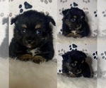Small Photo #1 Miniature Australian Shepherd Puppy For Sale in BROOKER, FL, USA
