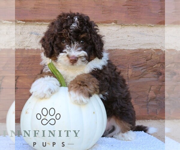 Medium Photo #3 Bernedoodle (Miniature) Puppy For Sale in NARVON, PA, USA