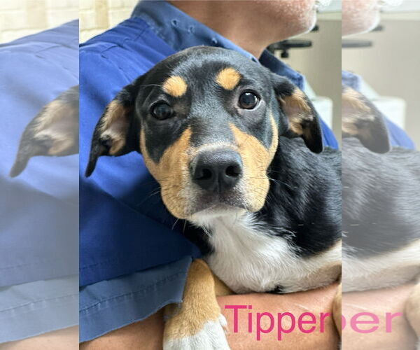 Medium Photo #5 Mutt Puppy For Sale in Wakefield, RI, USA