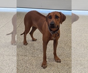 Mother of the Rhodesian Ridgeback puppies born on 02/26/2026