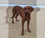 Small Photo #1 Rhodesian Ridgeback Puppy For Sale in BUMPASS, VA, USA