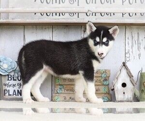 Siberian Husky Puppy for sale in FREDERICKSBG, OH, USA