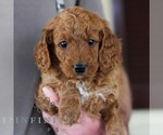 Small #3 Goldendoodle (Miniature)