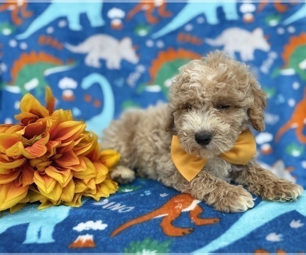 Medium Photo #4 Cock-A-Poo Puppy For Sale in LAKELAND, FL, USA