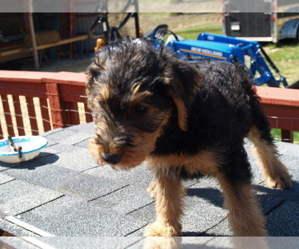 Medium Photo #4 Airedale Terrier Puppy For Sale in CHARLESTOWN, IN, USA