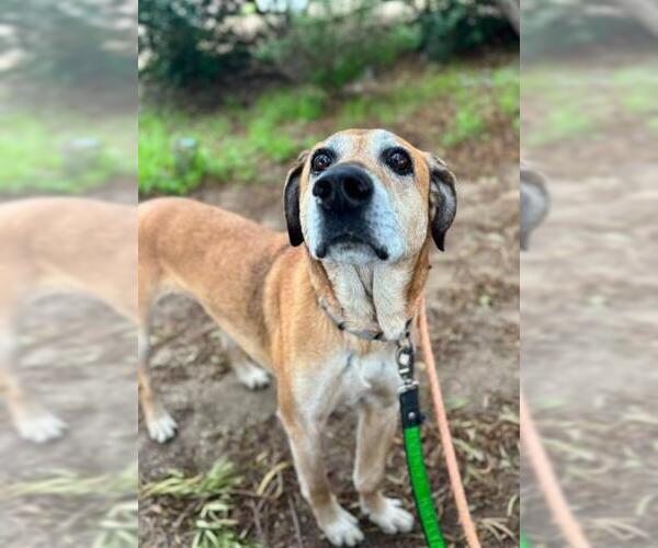 Medium Photo #1 Rhodesian Ridgeback-Unknown Mix Puppy For Sale in Santa Maria, CA, USA