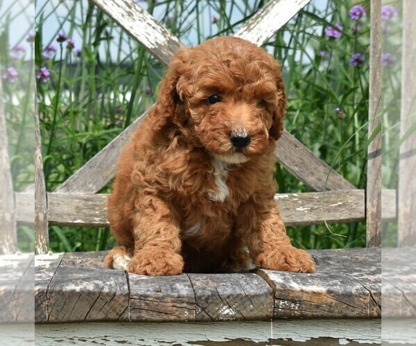 Medium Photo #5 Goldendoodle-Poodle (Miniature) Mix Puppy For Sale in KINZERS, PA, USA