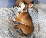 Small #3 Basenji-Chihuahua Mix