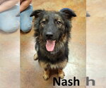 Small Australian Shepherd Mix