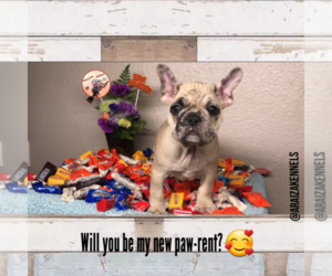 French Bulldog Puppy for sale in GUSTINE, CA, USA
