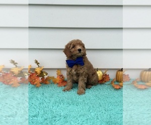 Goldendoodle (Miniature) Puppy for sale in ORLANDO, FL, USA