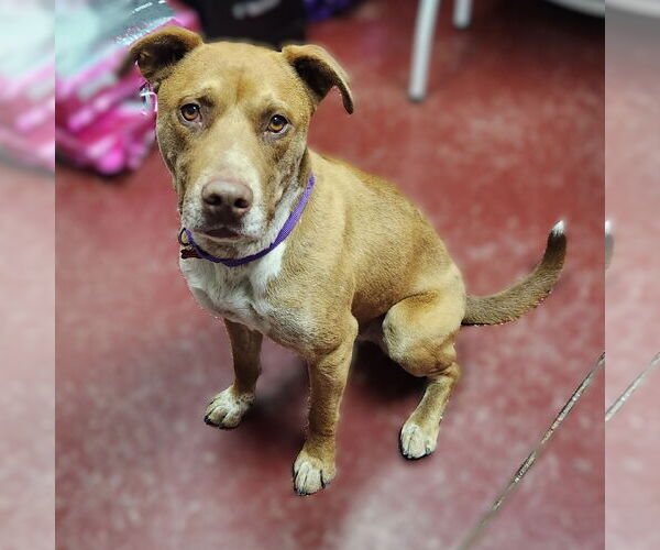 Medium Photo #18 American Pit Bull Terrier-Labrador Retriever Mix Puppy For Sale in Fargo, ND, USA
