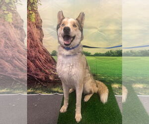 Huskies -Unknown Mix Dogs for adoption in Euless, TX, USA