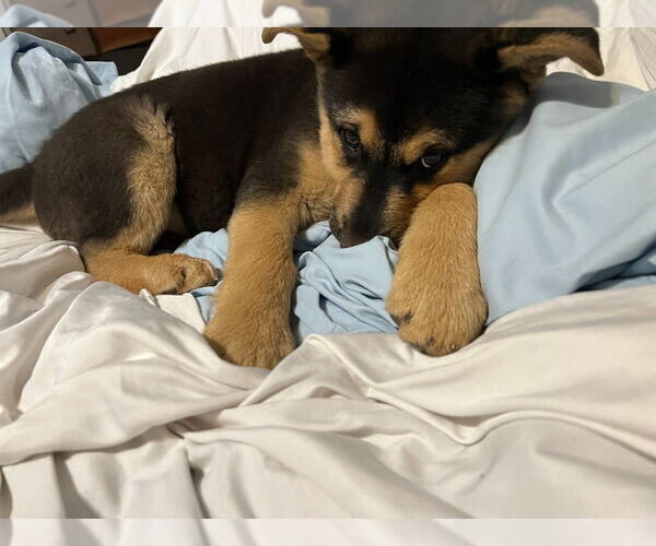 Medium Photo #3 German Shepherd Dog Puppy For Sale in Modesto, CA, USA