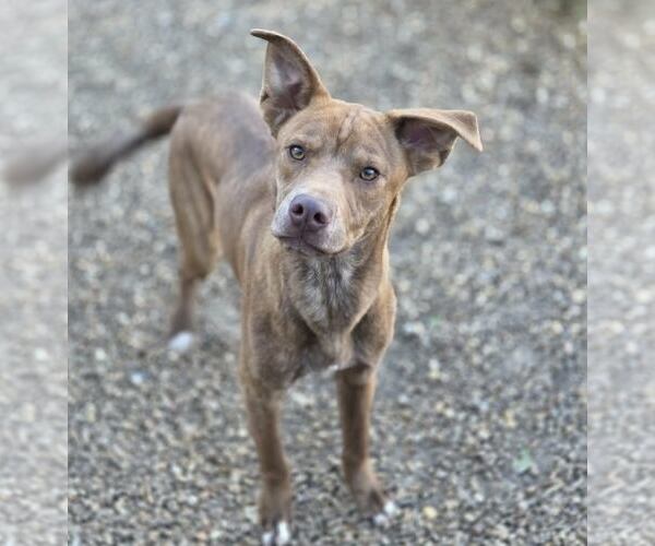 Medium Photo #6 Mountain Cur-Unknown Mix Puppy For Sale in Anniston, AL, USA