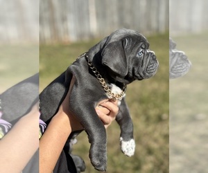 American Bully Litter for sale in KERNERSVILLE, NC, USA