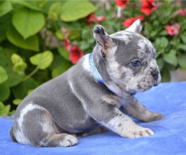 Medium Photo #1 French Bulldog Puppy For Sale in RENTON, WA, USA